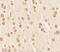 Nucleobindin 2 antibody, GTX57755, GeneTex, Immunohistochemistry paraffin image 