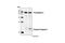 Caspase 2 antibody, 2224T, Cell Signaling Technology, Western Blot image 