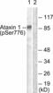 Ataxin 1 antibody, A01786S776, Boster Biological Technology, Western Blot image 