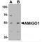 Adhesion Molecule With Ig Like Domain 1 antibody, MBS153560, MyBioSource, Western Blot image 