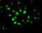 Apoptotic Peptidase Activating Factor 1 antibody, 2013, ProSci, Immunofluorescence image 