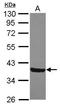  antibody, GTX119926, GeneTex, Western Blot image 