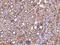 Sphingomyelin Phosphodiesterase 2 antibody, 204436-T08, Sino Biological, Immunohistochemistry frozen image 