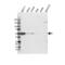 SLC9A3 Regulator 1 antibody, VPA00781, Bio-Rad (formerly AbD Serotec) , Western Blot image 