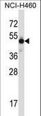 Mohawk Homeobox antibody, LS-C164212, Lifespan Biosciences, Western Blot image 