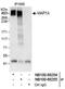 Microtubule Associated Protein 1A antibody, NB100-68255, Novus Biologicals, Immunoprecipitation image 