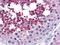 Cell Division Cycle 25C antibody, GTX82998, GeneTex, Immunohistochemistry paraffin image 