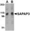 DLG Associated Protein 3 antibody, MBS150571, MyBioSource, Western Blot image 