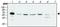 Telomeric repeat-binding factor 1 antibody, NB100-1701, Novus Biologicals, Western Blot image 