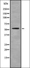 Solute Carrier Family 1 Member 3 antibody, orb337330, Biorbyt, Western Blot image 