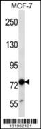 TLE Family Member 4, Transcriptional Corepressor antibody, 56-757, ProSci, Western Blot image 