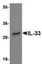 Interleukin 33 antibody, TA320070, Origene, Western Blot image 