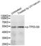 p53 antibody, abx000157, Abbexa, Western Blot image 
