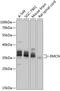 MUCEN antibody, 15-390, ProSci, Western Blot image 