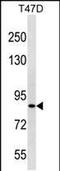 Zinc Finger Protein 43 antibody, PA5-49211, Invitrogen Antibodies, Western Blot image 