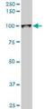 Upstream Binding Transcription Factor antibody, H00007343-M03, Novus Biologicals, Western Blot image 