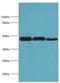 Eukaryotic Translation Initiation Factor 4A1 antibody, LS-C375638, Lifespan Biosciences, Western Blot image 