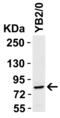 Signal Transducer And Activator Of Transcription 1 antibody, 1021, ProSci, Western Blot image 