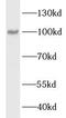 Lon Peptidase 1, Mitochondrial antibody, FNab04820, FineTest, Western Blot image 