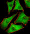 Proteasome 26S Subunit, Non-ATPase 10 antibody, MBS9209009, MyBioSource, Immunofluorescence image 