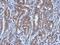 Ubiquitination Factor E4A antibody, PA5-29197, Invitrogen Antibodies, Immunohistochemistry frozen image 