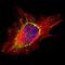 Zinc Finger Protein 140 antibody, orb74199, Biorbyt, Immunofluorescence image 