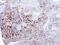 Alkaline Phosphatase, Intestinal antibody, PA5-22210, Invitrogen Antibodies, Immunohistochemistry frozen image 