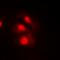 Checkpoint Kinase 1 antibody, orb393243, Biorbyt, Immunofluorescence image 