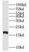 NudC Domain Containing 2 antibody, FNab05896, FineTest, Western Blot image 
