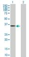 RRAD And GEM Like GTPase 1 antibody, H00028954-B01P, Novus Biologicals, Western Blot image 