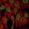 LEDGF antibody, A01960, Boster Biological Technology, Immunofluorescence image 