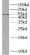 Retinoid X Receptor Alpha antibody, FNab07541, FineTest, Western Blot image 