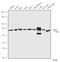 RAD17 Checkpoint Clamp Loader Component antibody, 720269, Invitrogen Antibodies, Western Blot image 