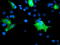 CD31 antibody, TA504803, Origene, Immunofluorescence image 
