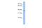 Mitochondrial Fission Factor antibody, PA5-43364, Invitrogen Antibodies, Western Blot image 