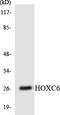 Homeobox C6 antibody, LS-C292067, Lifespan Biosciences, Western Blot image 