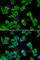 SMAD Family Member 4 antibody, A5657, ABclonal Technology, Immunofluorescence image 