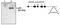 Apoptosis Inducing Factor Mitochondria Associated 2 antibody, MBS395100, MyBioSource, Western Blot image 