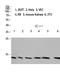Cystatin A antibody, STJ98707, St John