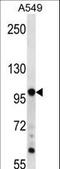 TPX2 Microtubule Nucleation Factor antibody, LS-C160152, Lifespan Biosciences, Western Blot image 