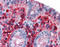 Immunoglobulin Heavy Constant Alpha 1 antibody, 51-048, ProSci, Immunohistochemistry paraffin image 
