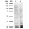 Malondialdehyde antibody, LS-C775644, Lifespan Biosciences, Western Blot image 