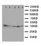 Annexin A4 antibody, PA5-78782, Invitrogen Antibodies, Western Blot image 