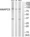 Anaphase Promoting Complex Subunit 5 antibody, abx015112, Abbexa, Western Blot image 