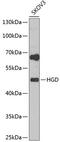 Homogentisate 1,2-Dioxygenase antibody, 22-356, ProSci, Western Blot image 