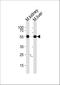 Casein Kinase 1 Gamma 3 antibody, A12301-1, Boster Biological Technology, Western Blot image 