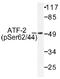 CREB2 antibody, AP01529PU-N, Origene, Western Blot image 