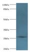 Orofacial Cleft 1 Candidate 1 antibody, LS-C371605, Lifespan Biosciences, Western Blot image 