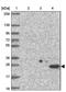 Transmembrane 9 Superfamily Member 1 antibody, NBP2-32445, Novus Biologicals, Western Blot image 