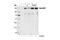 Ras-GRF1 antibody, 3322S, Cell Signaling Technology, Western Blot image 